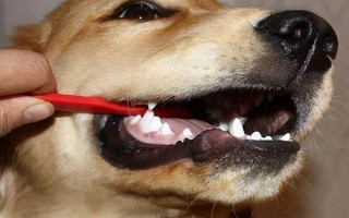 狗狗口臭的原因,可能是患有口腔和牙科病