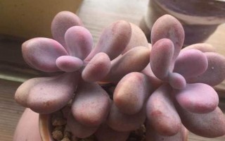 桃蛋夏天死亡的原因，一般是由脱水导致