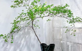 吊钟树怎么水培，要每隔一周更换一次清水