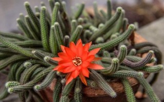 仙人指花卉花期的养殖方法,花期每隔15天追施一次肥料