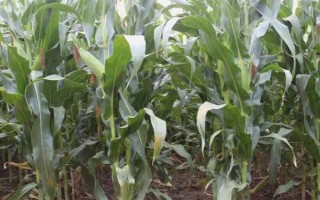 品甜9号玉米品种的特性，自4月底-6月底均可播种