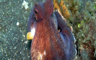 章鱼和鱿鱼的区别，章鱼有八条腕而鱿鱼有十条