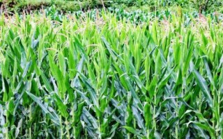 克玉24玉米种子介绍,种植密度不宜过大