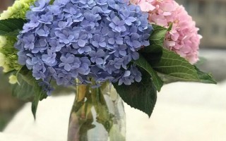 水养绣球花出现萎蔫情况如何处理,斜剪切口可增强吸水能力