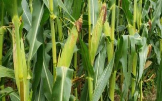 道元118玉米品种简介，适宜密度为4500株/亩左右