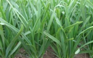 韭菜适合什么时候播种，春夏秋季都可以