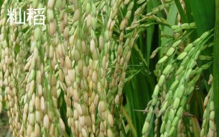 云粳136稻谷的特点，其生育期为180天