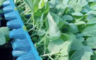 儿菜的种植技术，可以适当提早播种时间