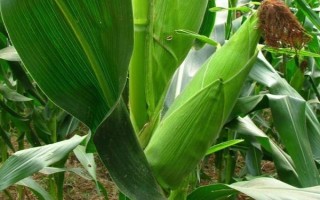 连胜188玉米种子特征特性,麦收后及时播种