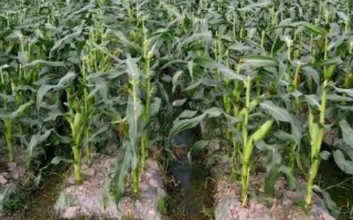 登海1921玉米种简介，中抗小斑病