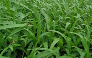 白芨种苗的价格，1株需要0.2-0.8元左右