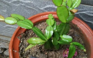 夏天可以扦插假昙花吗,初夏是扦插的好时机