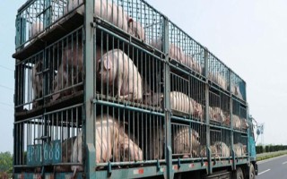 运输仔猪要注意什么，办理手续才能运输