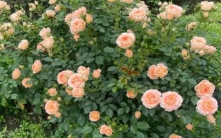 地栽月季不长如何处理，需要及时为其浇水施肥