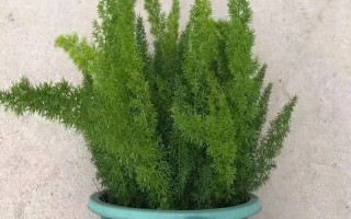 天门冬的盆栽养殖方法，最好置于半阴的环境中养护