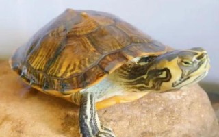 黄耳龟能活多久，一般为25-35年