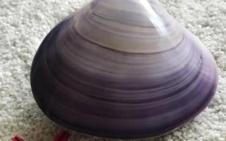 紫石房蛤的产地，主要分布在渤海、黄海等海域