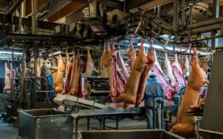 开办屠宰场需办理的手续,包括屠宰许可证、排污许可证及动物防疫条件许可证等