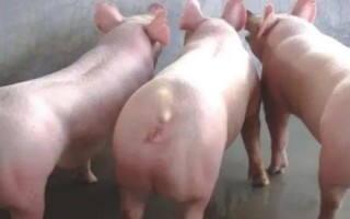 母猪不吃食的原因，可能是体内胎儿逐渐增长导致的