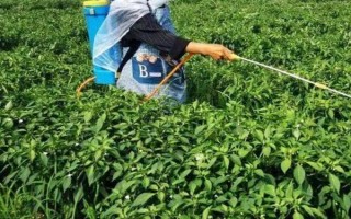 菜椒一亩地产多少斤，一般能产1-2千斤左右