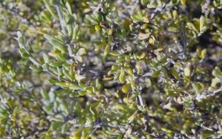 四合木的生长环境介绍，在恶劣环境下存活至今