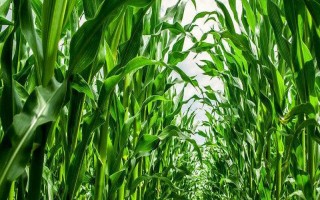 先玉1483玉米种子简介,适宜播期4月下旬至5月上旬
