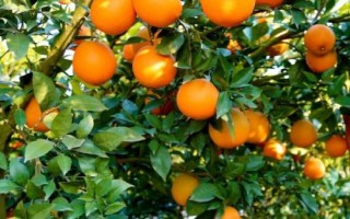 脐橙肥水管理技术，不同生长阶段所需肥不同