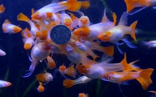 孔雀鱼的生活环境,一般生活在热带地区的河流、湖泊等水域中