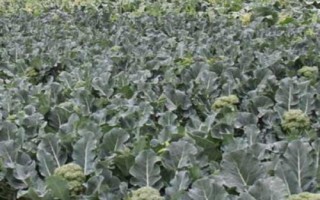 秋季种植西兰花的时间及方法,7月份育苗可在8月份定植