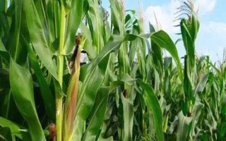 甜冠818玉米种简介,4月中旬播种