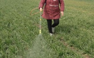 麦田如何除草，生长后期常采用人工拔除