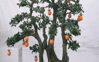 金弹子的栽培方式,腐烂、干枯的根系需剪去