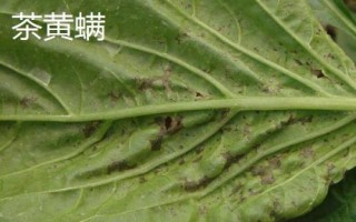 有哪些常见害虫,包括棉铃虫、豆荚螟、蛴螬等种类