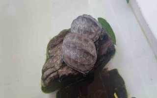 草龟用什么水养，大多数的淡水都可以养殖