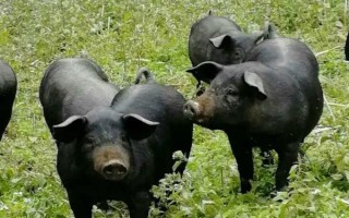 国内常见的猪品种，常见的有东北民猪、八眉猪等