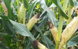 辽单528玉米种简介，品种株型半紧凑