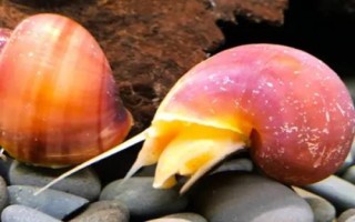 紫衣螺的食物，喜食水中的藻类