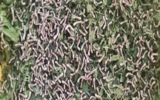 有哪些特色养殖项目,蚕、黄粉虫、土元、蜈蚣均属于特色养殖