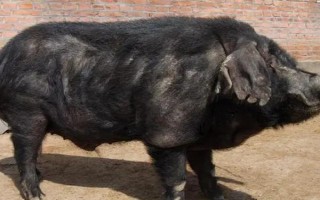 猪睡觉一般睡几个小时，睡眠时间为7.2小时左右