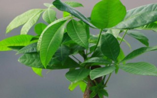 发财树的养殖方法,将环境温度控制在18-25℃
