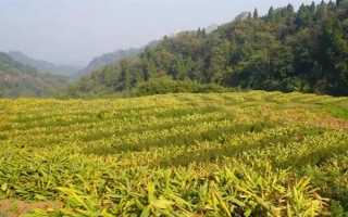 黄姜的价格，12元左右一斤