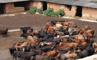 畜禽标识和养殖档案管理办法的内容，在我国境内从事相关生产等活动都要遵守