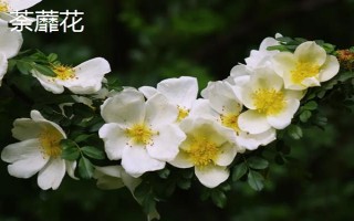 黑暗之花有哪些,常见彼岸花、双生花、黑百合等品种