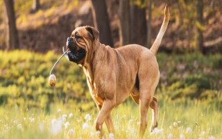 狗器官衰竭去世前的症状，最先表现为进食异常、精神迟滞等