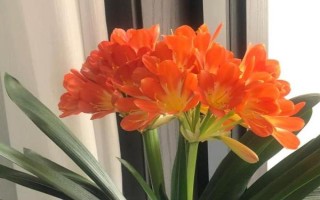 君子兰怎么养，浇水的时候要注意见干见湿