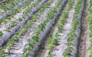 农用薄膜的类型,包括长寿薄膜、轻薄型薄膜、多用途薄膜等种类