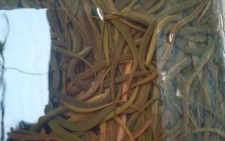 养殖黄鳝的要点，每隔5-7天要换1次水