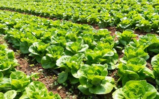 白菜的生长周期是多久，生长周期为55-100天左右