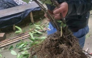 黑老虎的扦插育苗技术，最好在秋季可进行