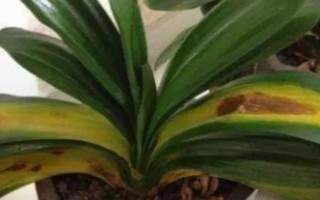 如何判断君子兰是否缺肥，缺磷时会出现花色暗淡、开花不良等情况